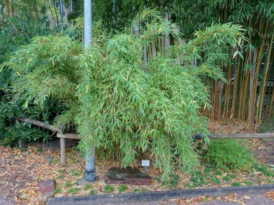 Umbrella Bamboo