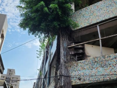 Weeping Fig