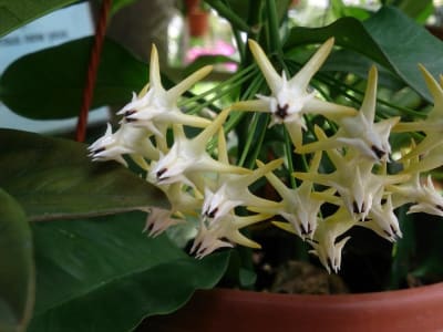 Hoya multiflora