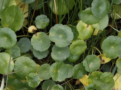 Marsh Pennywort