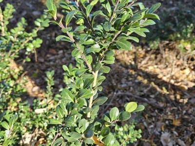 Japanese Holly