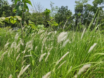 Cogongrass