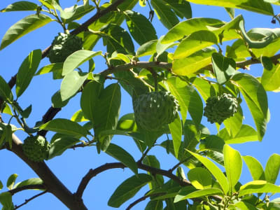 Sugar Apple