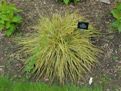 Carex oshimensis