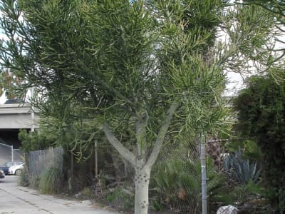 Indiantree Spurge