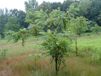 Black Walnut