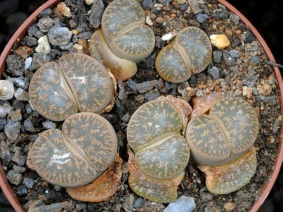 Lithops lesliei