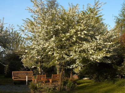 Malus toringo