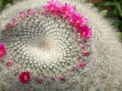 Mammillaria hahniana