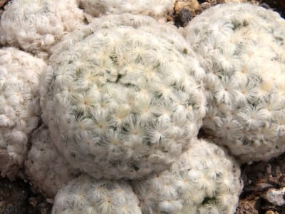 Mammillaria plumosa