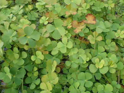 European Waterclover