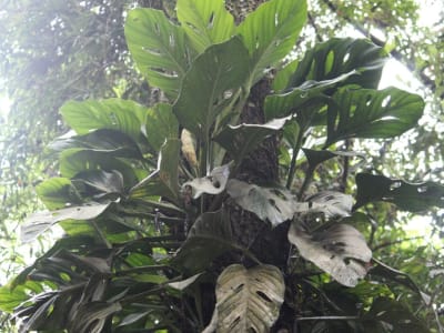 Swiss Cheese Vine