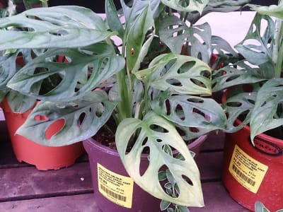 Monstera Obliqua