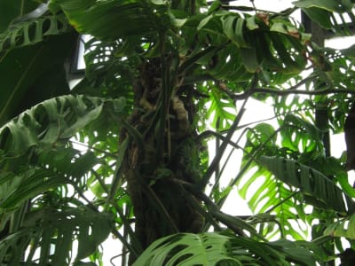 Monstera epipremnoides