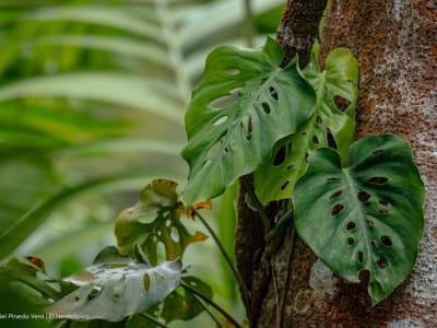 Monstera siltepecana