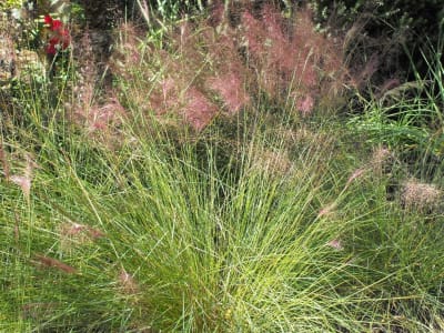 Hairawn Muhly