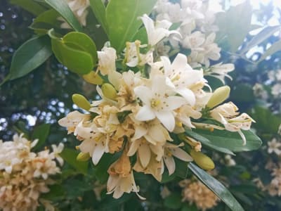 Orange Jasmine