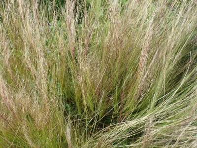 Finestem Needlegrass