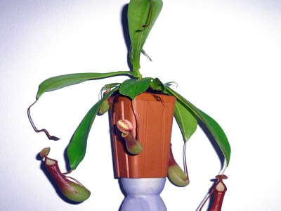 Winged Pitcher Plant