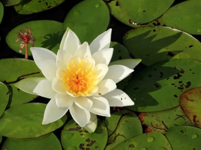 American White Waterlily