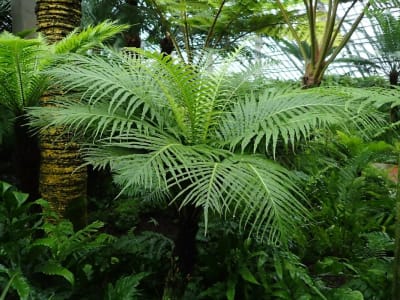 Oceaniopteris gibba