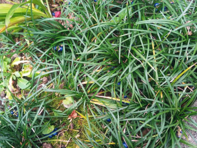 Dwarf Lilyturf