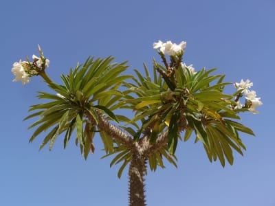Pachypodium lamerei