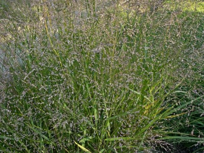 Switchgrass