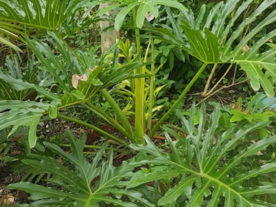 Tree Philodendron