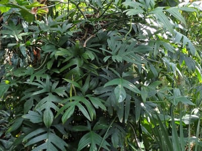Philodendron pedatum