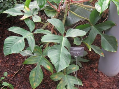 Philodendron squamiferum