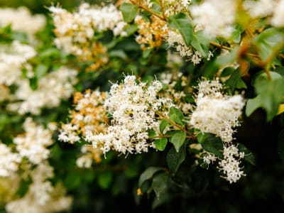 Chinese Privet
