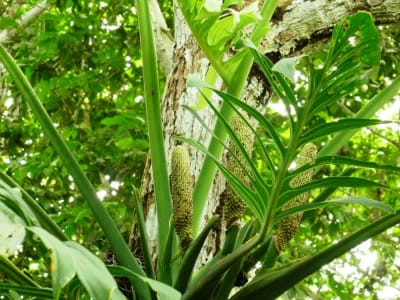 Monstera pinnatipartita