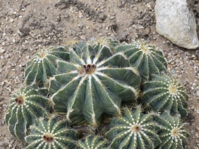 Parodia magnifica