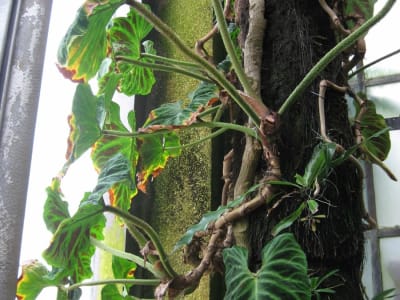 Philodendron verrucosum
