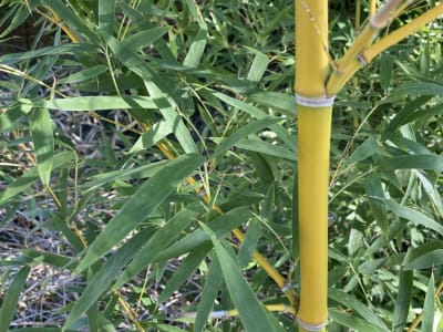 Golden Bamboo
