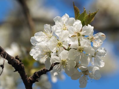 Sour Cherry