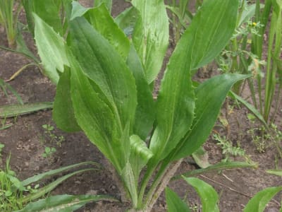 Pseudopodospermum hispanicum