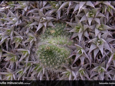 Rebutia minuscula