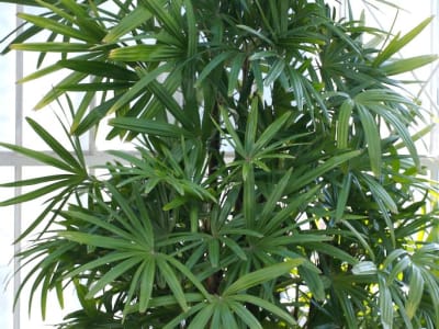 Lady Palm