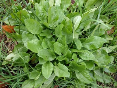 Common Sorrel