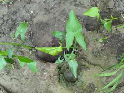Broadleaf Arrowhead