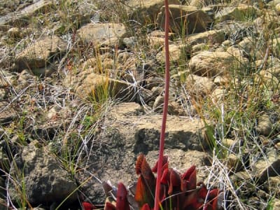 Purple Pitcher Plant