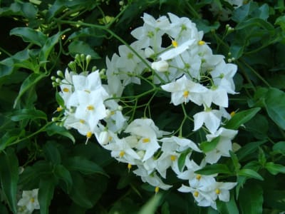 Solanum laxum