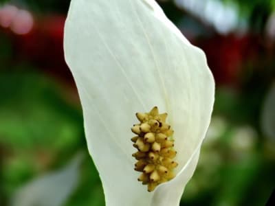 Spathiphyllum cochlearispathum