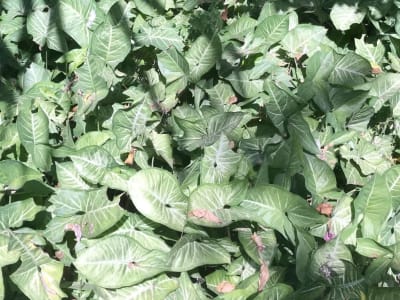 Arrowhead Plant