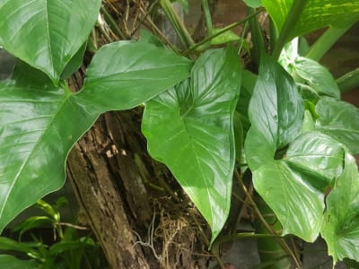 Syngonium macrophyllum