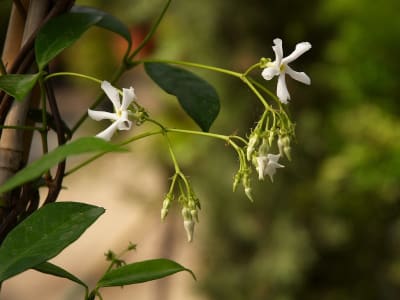 Confederate Jasmine