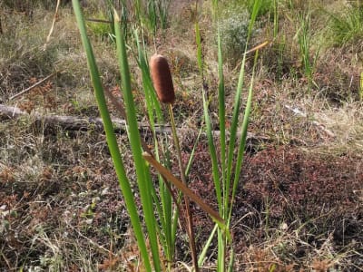 Bulrush