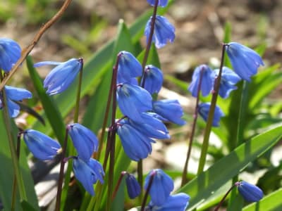 Siberian Squill